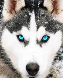 husky dog blue eyes s paint by
