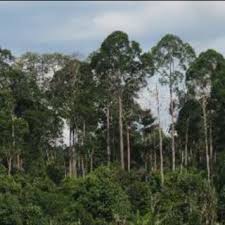 Text můžete změnit v administraci v 'nastavení stránek'. Pdf Floristic Composition And Structure Of A Peat Swamp Forest In The Conservation Area Of The Pt National Sago Prima Selat Panjang Riau Indonesia