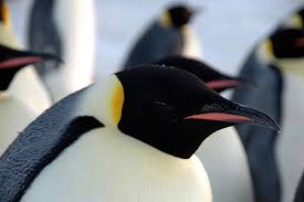 This certainly is because the astonishing trips salomon, david. 10 Things You Never Knew About Penguins One Green Planet