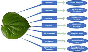 bioactive properties of betel leaf