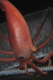 giant squid from sea monster to