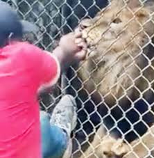 Lion bites off finger of staff member at Jamaica Zoo - Voice Online