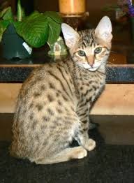 As time went on, i realized how wonderful this breed is. Savannah Cat Breed For Sale Usa Canada Australia Europe