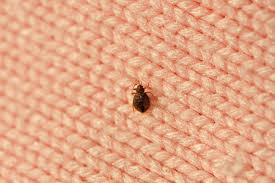 home remes for getting rid of bed bugs