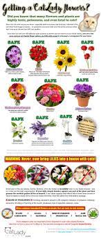 Cut flowers dangerous to cats. What Flowers Won T Kill Your Cat Infographic Cat Lady Fitness Raw Cat Food Apparel By Puppy The Cat