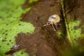 spidermites control pest control