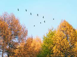 Летят перелетные птицы... Какие и куда? Фото — Ботаничка