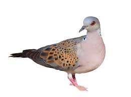 turtledove definition and meaning
