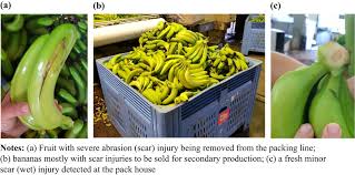 (he's a fisherman) (and he likes his bananas very ripe). Quality Deterioration Of Bananas In The Post Harvest Supply Chain An Empirical Study Emerald Insight