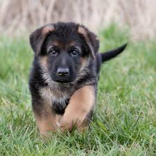 How much should a german shepherd cost? German Shepherd Price How Much Does A German Shepherd Cost The Woof Post