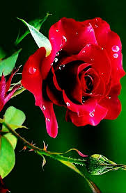 See more ideas about flower images, flower art, flower painting. Nature Rose Beautiful Rose Flowers Beautiful Flowers Beautiful Roses