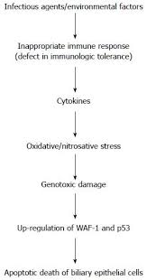Pathogenic Role Of Oxidative And Nitrosative Stress In
