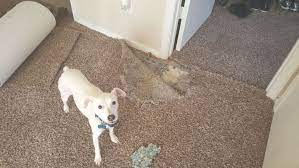 pet damage carpet repair in georgetown tx