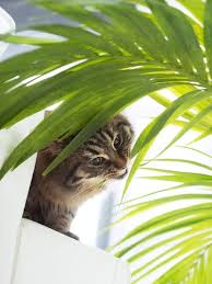 10 Houseplants Are Toxic To Your Cat