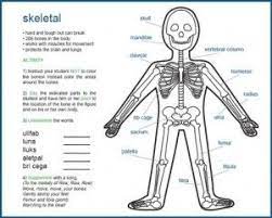 Learn more about the skeletal system in this article for kids. Human Skeleton Diagram For Kids Educacion