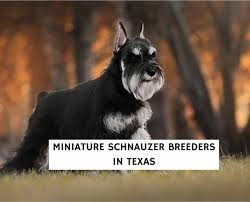 miniature schnauzer breeders in texas