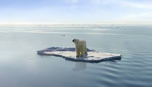 Image result for polar bears