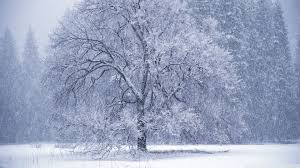 winter snow falling wallpapers