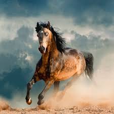 horse wallpapers backgrounds by ivka