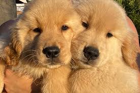 Classic heritage golden retrievers is offering puppies for sale in a southern california location. Shadalane Golden Retrievers Golden Retriever Puppies For Sale Golden Retriever Breeders Trained Goldens