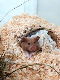 hamster cute hamsters