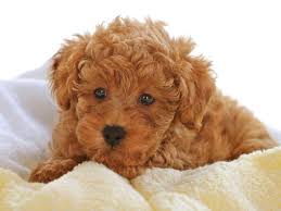 all poodles and poodle mix have a relatively long lifespan toy poodles have the longest expected lifespans among the group a toy poodle can live 14 to 18