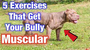 american bully exercise muscle training