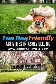 14 fun dog friendly activities in