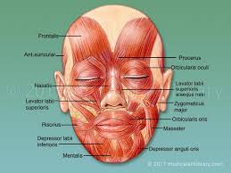 Muscles Of The Face Mimetic Muscles Medical Art Library