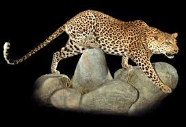 africa leopard artistry
