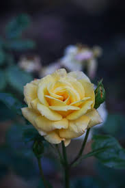 close up of a yellow rose in the garden