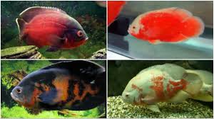 12 Different Types Of Oscar Fish
