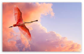 Beautiful Birds Flying Ultra Hd Desktop