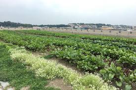 Largest Rooftop Farm