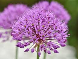Come and check what kind of flower grows inside you. Top 60 Fascinating Purple Flowers With Pictures Florgeous