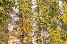 秋の白樺の木の森日当たりの良い北欧の自然 - アウトフォーカスのストックフォトや画像を多数ご用意 - アウトフォーカス, カバノキ, カラー画像 -  iStock