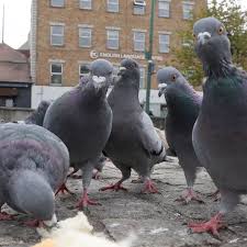 get rid of pigeons in your garden