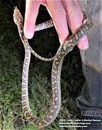 coastal carpet python