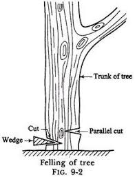 Processing Of Timber Top 4 Steps Of Timber Processing