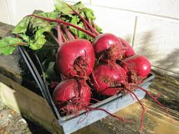 beets and turnips the florida