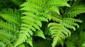 Is a fern a vascular plant?