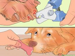 4 easy ways to file a dog s nails wikihow