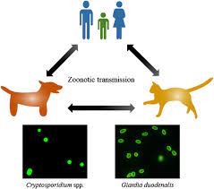 giardia duodenalis in dogs and cats