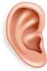 ear image / تصویر