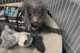 maria the saanich poodle is likely