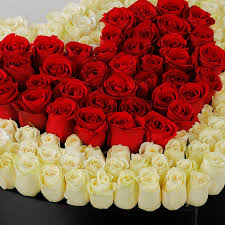 magnificent love of white and red roses