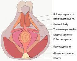 diagram of the pelvic floor musculature
