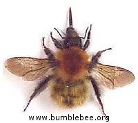 Find carder bee stock photos in hd and millions of other editorial images in the shutterstock collection. Bombus Pascuorum The Brown Banded Carder Bee Www Bumblebee Org