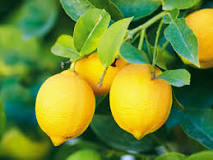 What yellow fruit grows on bushes?