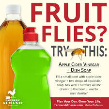 fruit flies 6 diy fly traps